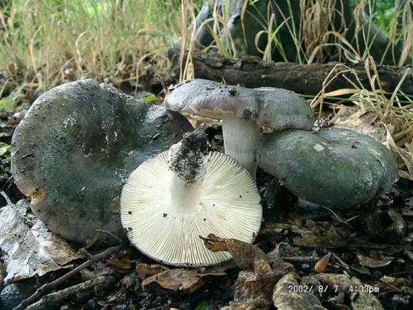 Frauentäubling-Russula cyanoxantha