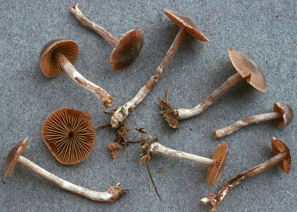 Spitzkegeliger Gürtelfuss-Cortinarius casimiri