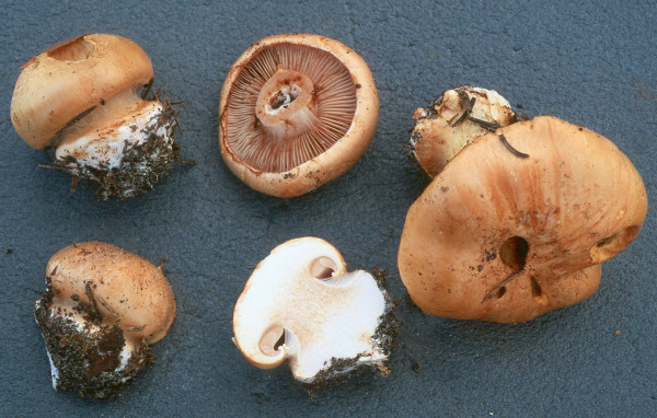 Vergrabener Klumpfuss-Cortinarius corrosus