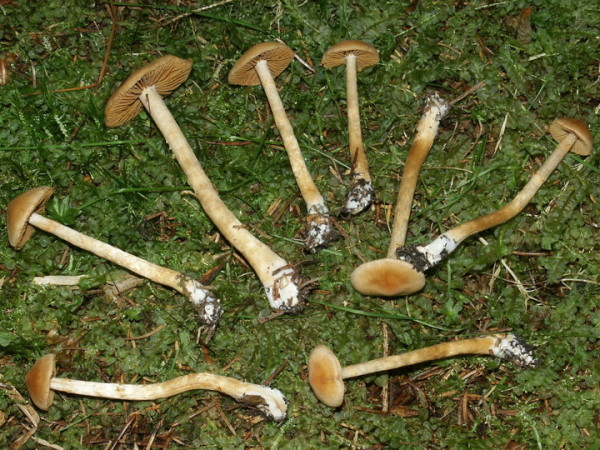 Messing-Gürtelfuss-Cortinarius detonsus