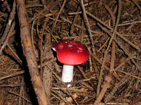 Speitäubling-Russula silvestris