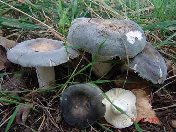 Blaugrüner Reiftäubling-Russula parazurea