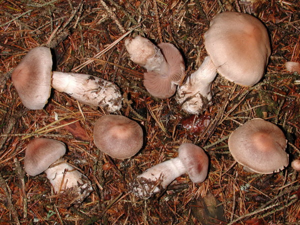 Hygrophaner Dickfuss-Cortinarius malachius