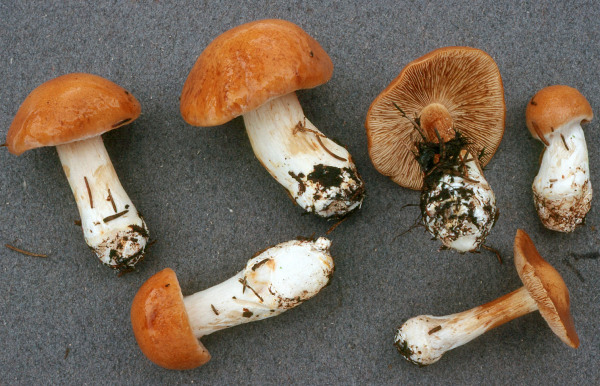 Sägeblättriger Klumpfuss-Cortinarius multiformis