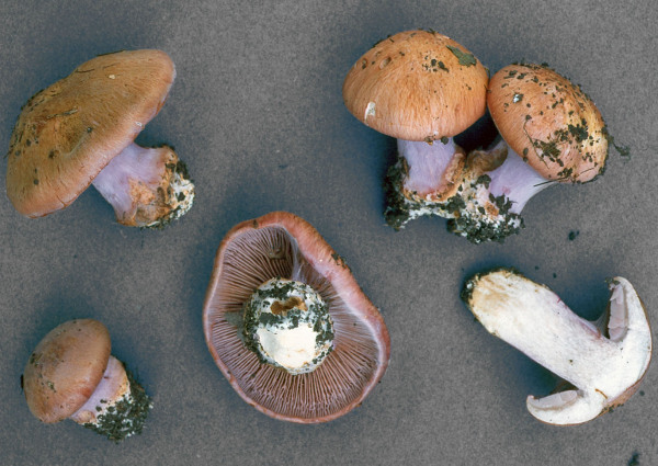 :-Cortinarius prasinocyaneus