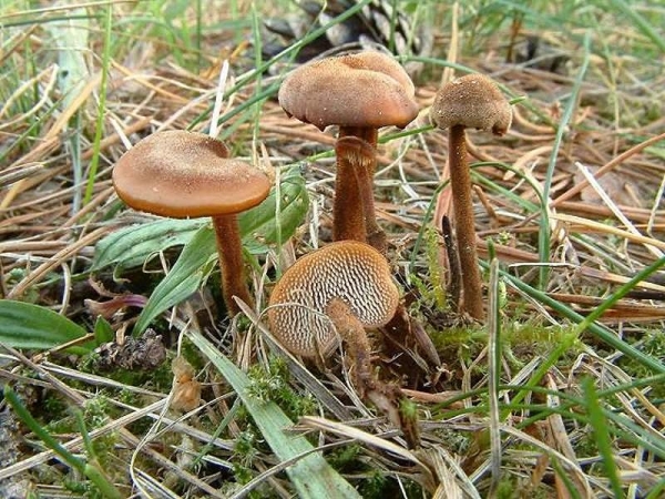 Gemeiner Ohrlöffelstacheling-Auriscalpium vulgare