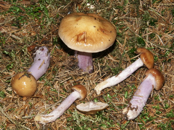 Honigschleimfuss-Cortinarius stillatitius
