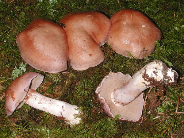 Erdigriechender Schleimkopf-Cortinarius variecolor