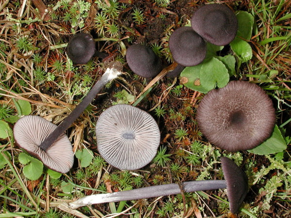 Blaublättriger Rötling-Entoloma chalybaeum var. lazulinum