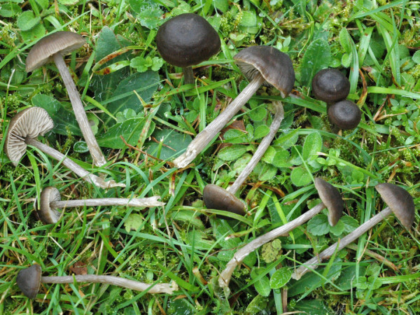 Rundlichsporiger Glöckling-Entoloma juncinum