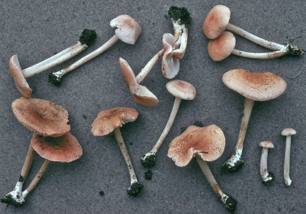 Hellfarbener Rötling-Entoloma queletii