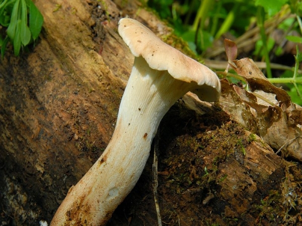 Becherförmiger Sägeblättling-Lentinus cyathiformis