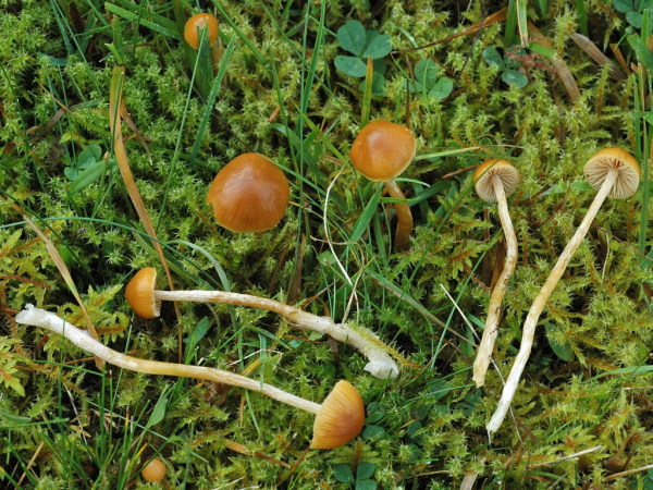 Glockiger Häubling-Galerina pumila