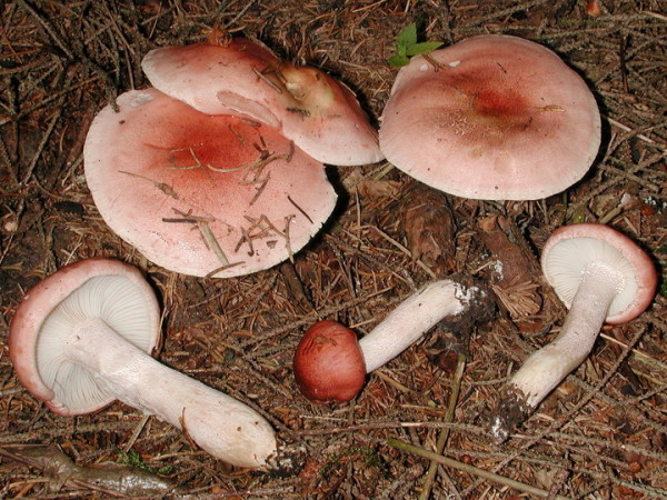 Rasiger Purpurschneckling-Hygrophorus erubescens