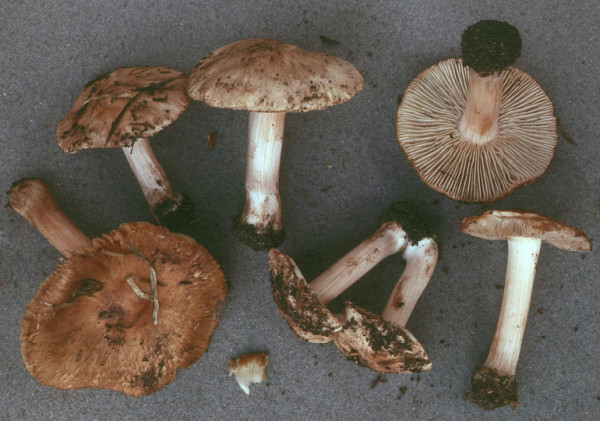 Ansehnlicher Risspilz-Inocybe oblectabilis