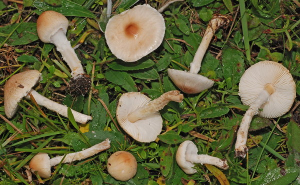 Glatter Schirmling-Lepiota oreadiformis
