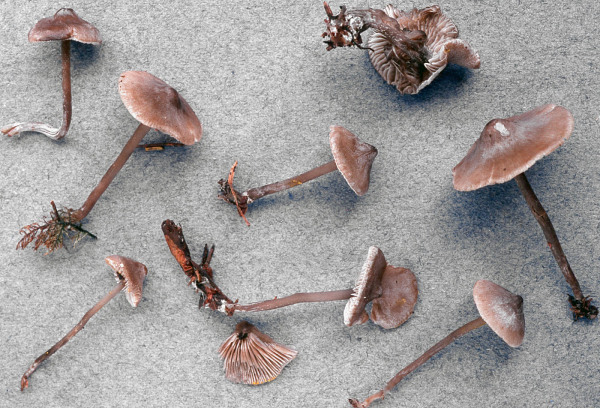 Kohlengraublatt-Tephrocybe ambusta