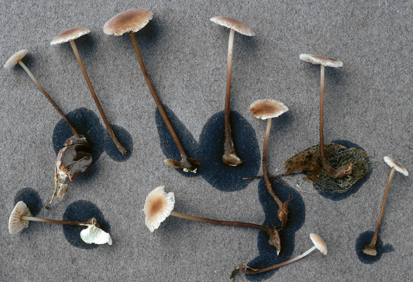 Scharfer Knoblauchschwindling-Marasmius prasiosmus