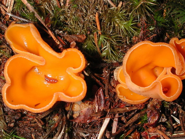 Orangefarbener Kurzhaarborstling-Melastiza scotica