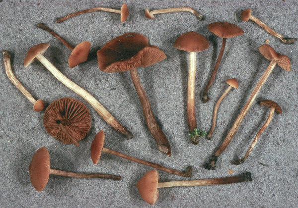 Bitterer Sumpfschnitzling-Naucoria amarescens