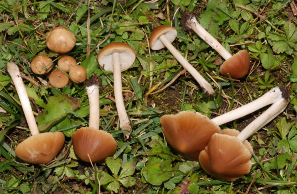 Schmalblättriger Faserling-Psathyrella spadiceogrisea