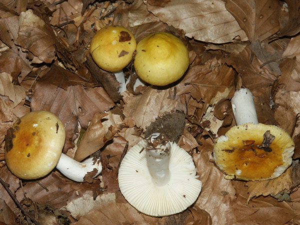 Sonnentäubling-Russula solaris