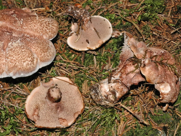 : Stacheling-Sarcodon lundellii