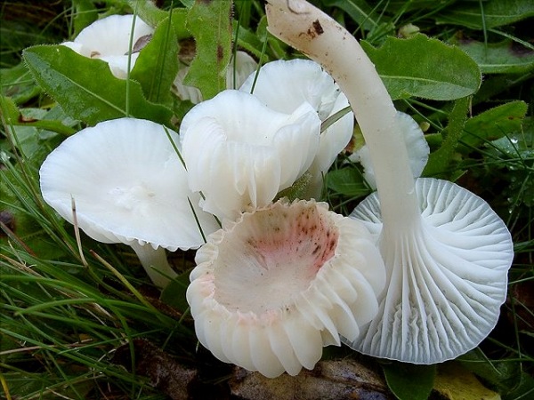 Märzschneckling-Hygrophorus marzuolus