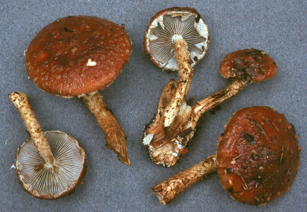 Weissgezähnelter Träuschling-Hemistropharia albocrenulata