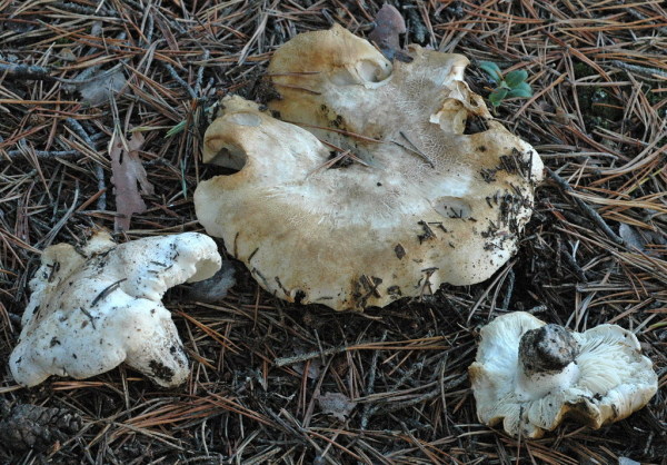 Sellerieritterling-Tricholoma apium
