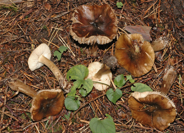 Dunkelolivbrauner Ritterling-Tricholoma fucatum