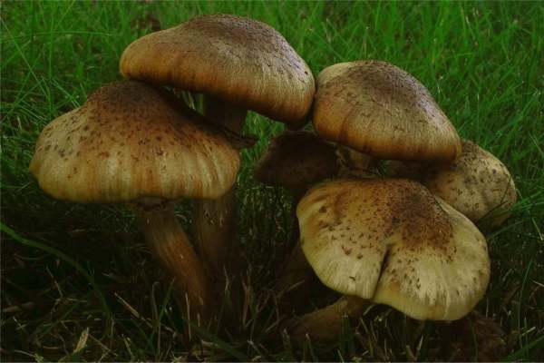 Nördlicher Hallimasch-Armillaria borealis