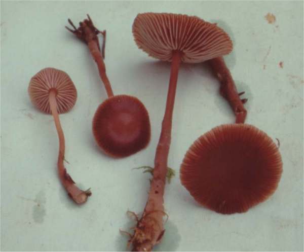 Zimtrötlicher Rübling-Gymnopus putillus