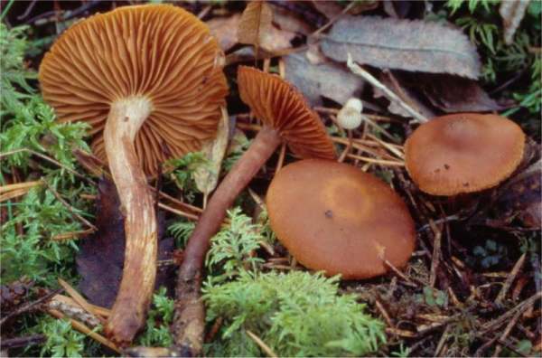 Orangerandiger Gürtelfuss-Cortinarius aurantiomarginatus
