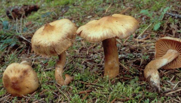Kegeliger Gürtelfuss-Cortinarius conicus