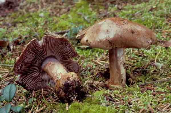 Mehligriechender Klumpfuss-Cortinarius dionysae