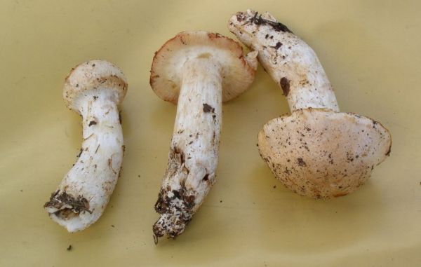 :-Cortinarius fraudulosus var. rosargutus