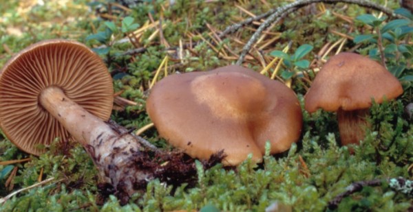 :-Cortinarius neofurvolaesus