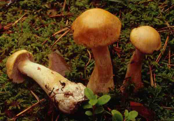 :-Cortinarius pinophilus
