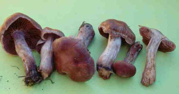 Rostbräunlicher Wasserkopf-Cortinarius subferrugineus
