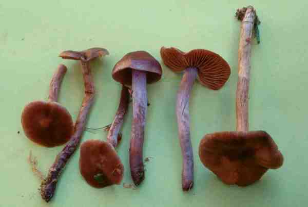 :-Cortinarius vilior