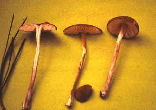 Ziegelroter Zärtling-Entoloma rufocarneum