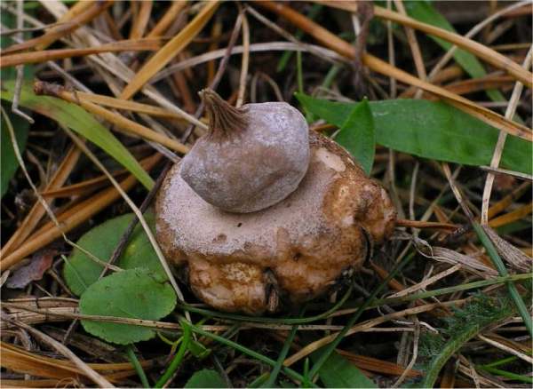 Nabel-Erdstern-Geastrum elegans