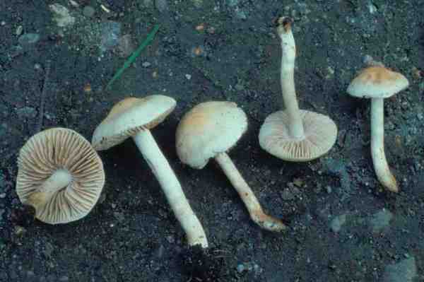 Schwärzender Fälbling-Hebeloma pallidoluctuosum