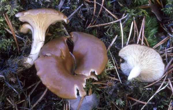 Erdmuscheling-Hohenbuehelia geogenia