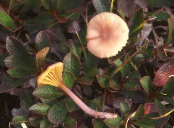 Lilastielsaftling-Hygrocybe lilacina