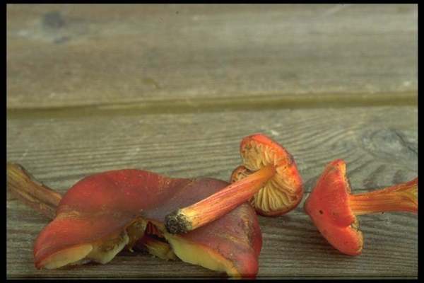 Schwärzender Saftling-Hygrocybe pseudoconica