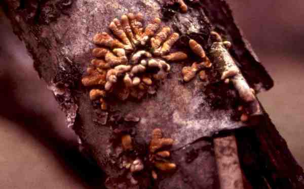 Weiden-Scheinflechtenpilz-Hypocreopsis lichenoides