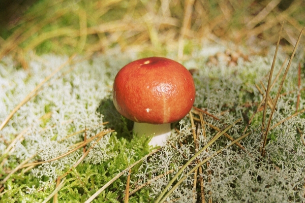Buchenspeitäubling-Russula nobilis