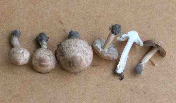 Bittermandelrisspilz-Inocybe hirtella var. hirtella